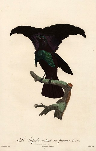007-El soberbio en danza-Histoire naturelle des Oiseaux de paradis et des Rolliers.. 1806-François Levaillant