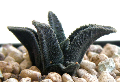 Haworthia sordida lavranii. JDV94-99 DEM775.Springbokvlakte.ex.PE1165 (seedling) received Spring 2010-Prud´hon. by Haworthia em Lisboa