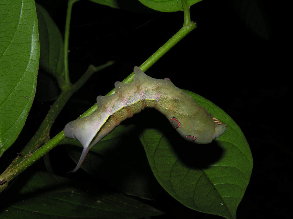 Dendrobangia boliviana image