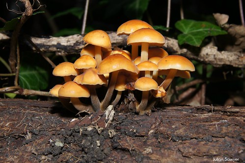 Fungi Stalking by julian sawyer