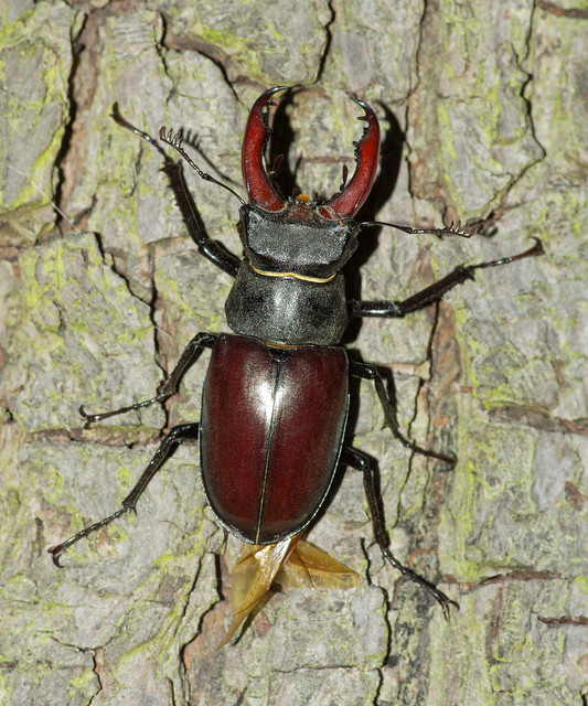 stag beetle male wing out on tree 2