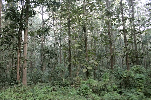 Trees at Chilapata