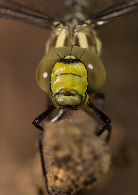 Southern hawker close up 11