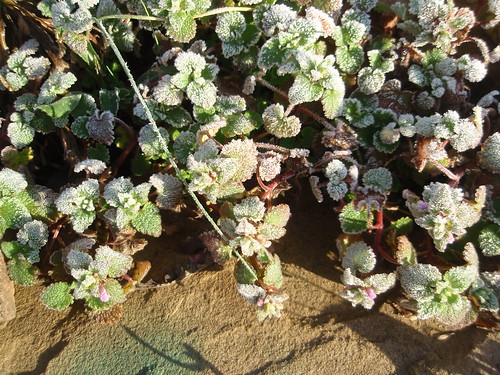 frosted herbs (2)