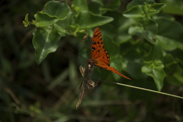 orange butterfly 8