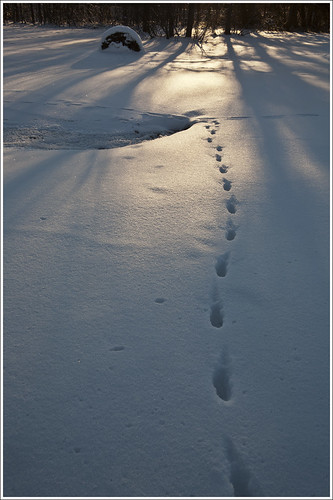 20120131. Tracks and shadows. 2262. by Tiina Gill