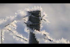 Frosty / Winter 2012