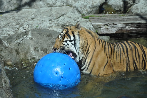 Tiger playing ball at Auckland Zoo