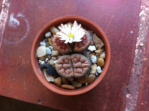 Ezra's cactus flower