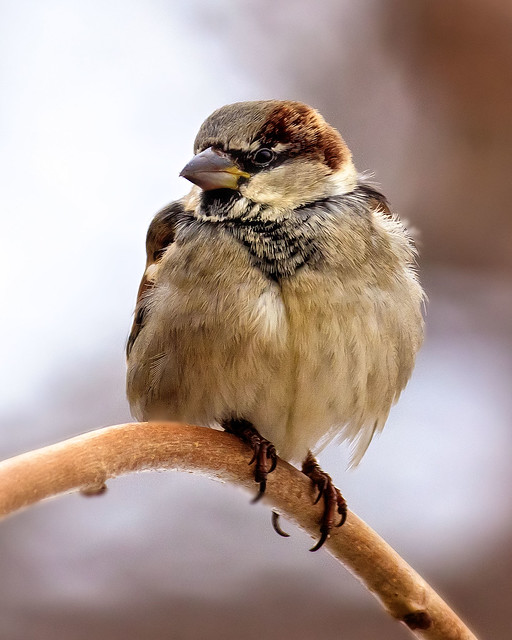Profile of a Male House Sparrow.