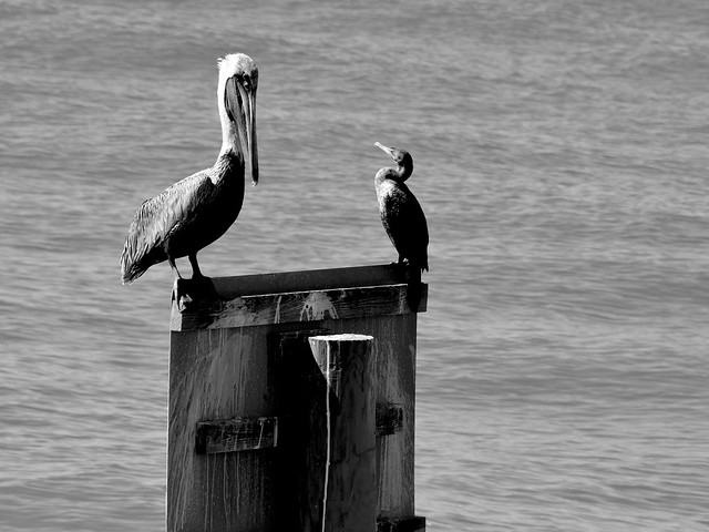 Friends - Pelican & Aninhga