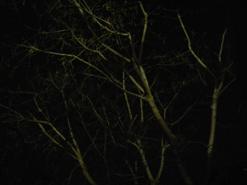Trees at Night _ 9262