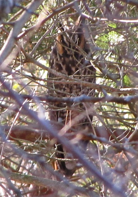 Long-eared Owl at the Fraker Farm in Woodford County, IL 16