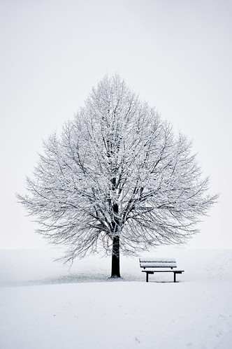 無料写真素材|自然風景|樹木|雪|白色・ホワイト|椅子・ベンチ・ソファ