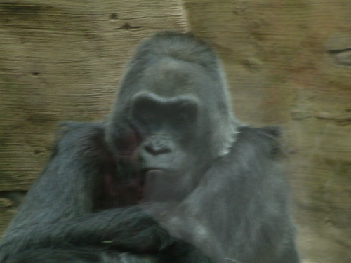 Happy New Year from the Columbus Zoo Gorillas. by Sunshine Gorilla
