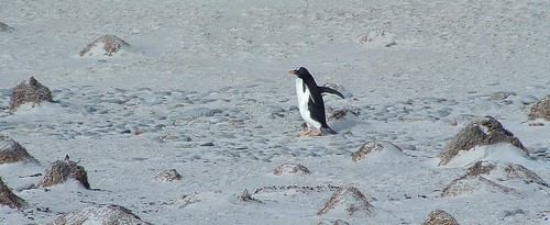 Gentoo Penguin, Volunteer Point by Lou Lou Donut