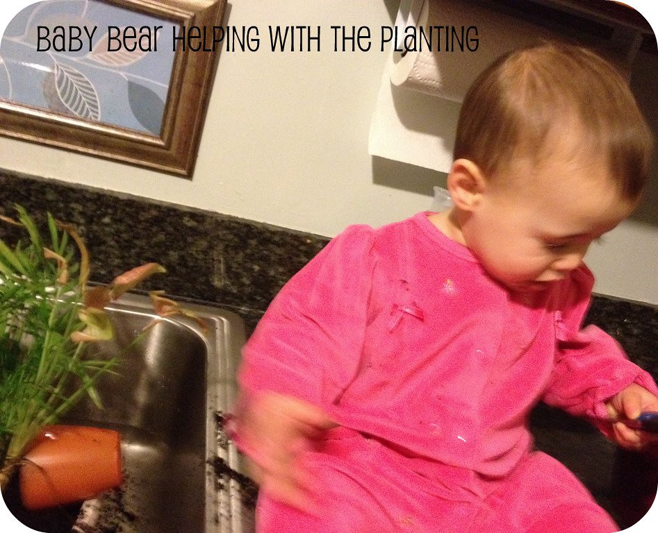 baby bear planting