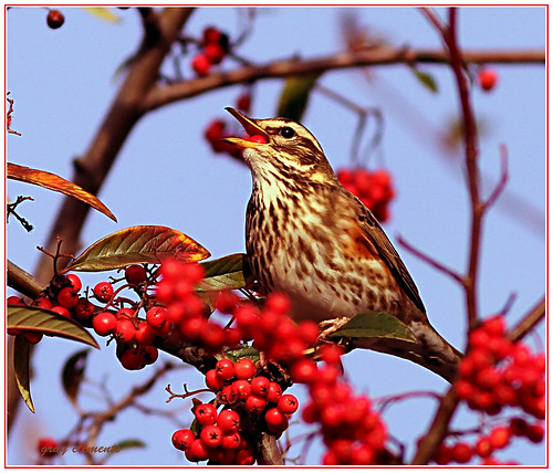 redwing (turdus iliacus)  amongst berries by gray.clements