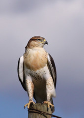 Hawks and similar Birds of Prey