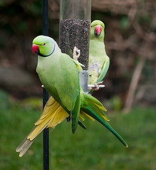 Rose-Ringed Parakeets