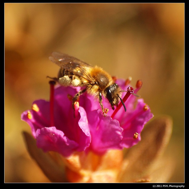 Andrena spp. (Mining Bee) on Lapland rosebay flowers