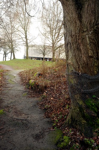 That winter feeling, bound tree, lumpy path, leaves, Gas Works Park, Seattle, Washington, USA by Wonderlane