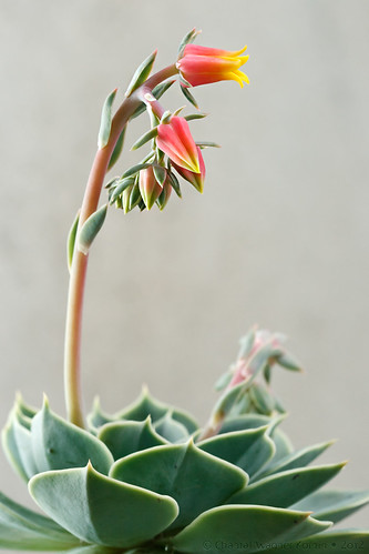 Echeveria lilacina • Flowers by Chantal Wagner