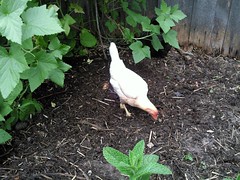 Spreading compost - Chickens do it best