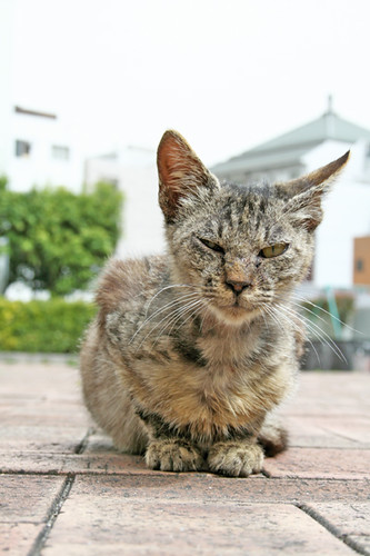 homeless cat @kyoto, japan