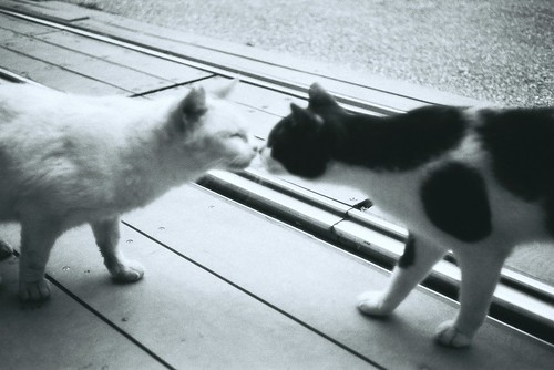 キスする白黒猫の横顔