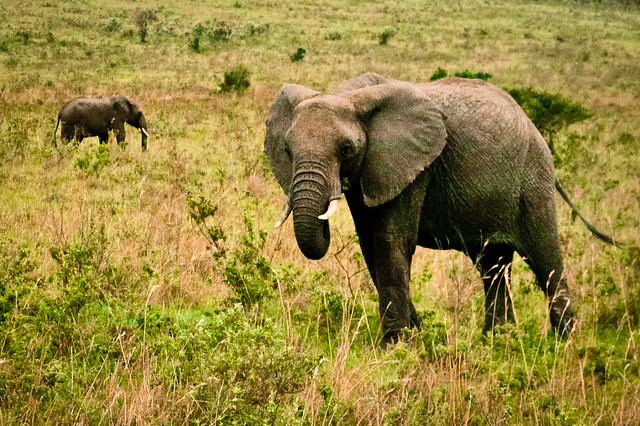 Kenyan Elephants! (3)