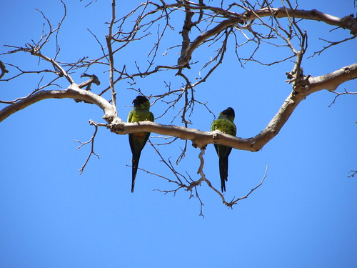 wild parrots in the sycamore