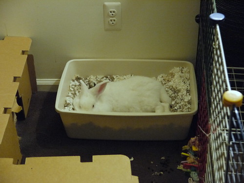 gus in the litter box