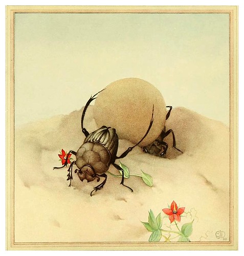033-El sisyphus- Fabre's book of insects ..1921-Ilustrado por Edward Detmold