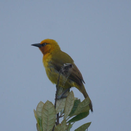 Spectacled Weaver