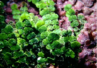 具有鈣質的綠藻—仙掌藻(張睿昇攝)