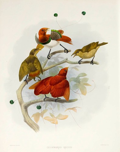 020-Aves del paraiso King-A Monograph of the Paradiseidae-1873 D.G. Elliot