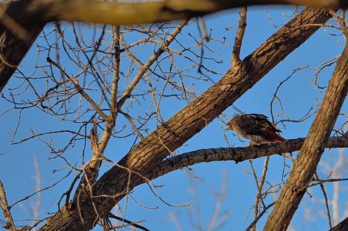 Red-tailed Hawk DSC_1830