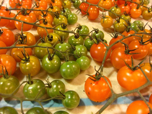 tomaters