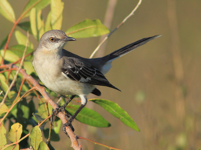 Northern Mockingbird 2-20120101