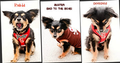 Outtakes  - 12 months of Buster 2012