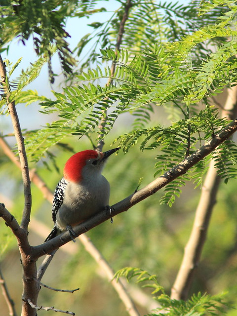 Red-bellied Woodpecker male 20120108