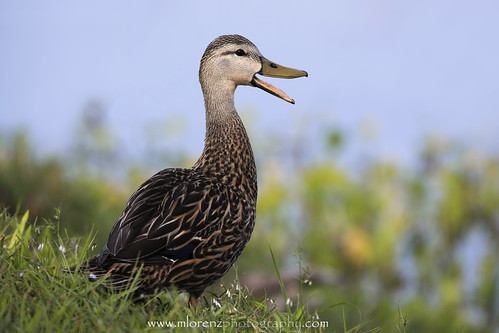 Quack! by Megan Lorenz