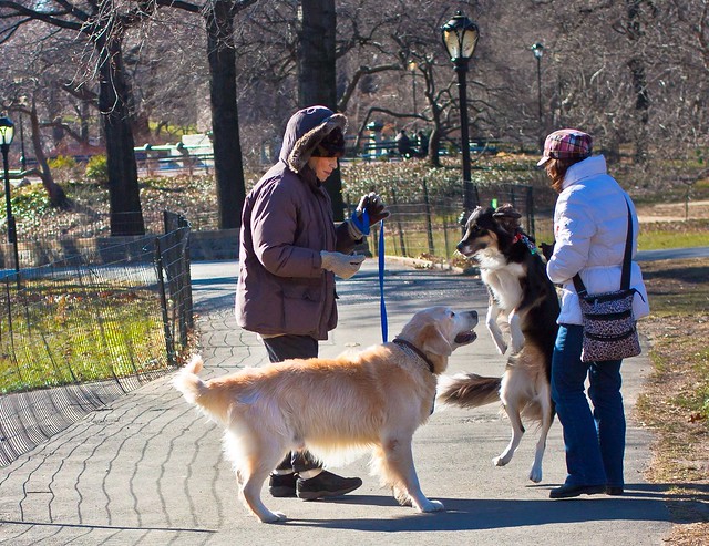 20120120-two new york dogs in centralParkIMG_3694.jpg