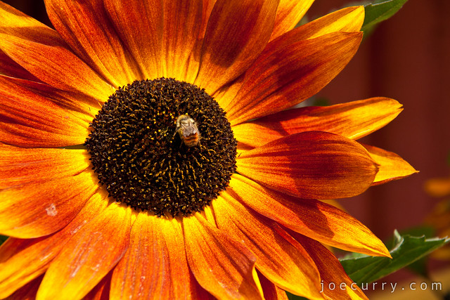 Sunflower - Alaska