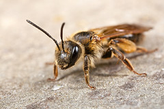 Andrena bucephala