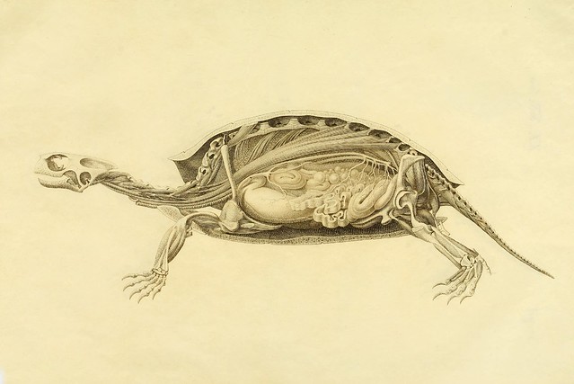 Anatome testudinis Europaeae b