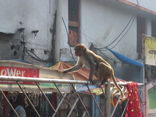 street monkey