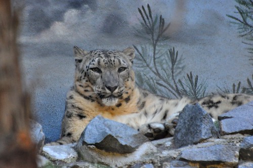 Snow
Leopard