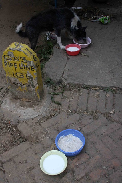City Living - Stray Dog Feeding Sites, Around Town